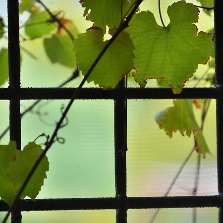 Fiori 1 Villa